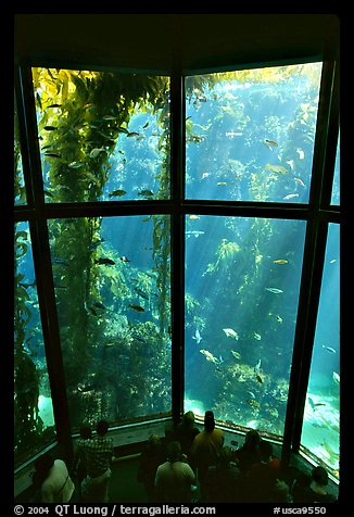 Kelp exhibit, Monterey Aquarium, Monterey. Monterey, California, USA