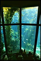 Kelp exhibit, Monterey Aquarium, Monterey. Monterey, California, USA ( color)