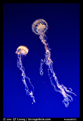 Jellyfish exhibit, Monterey Aquarium, Monterey. Monterey, California, USA (color)