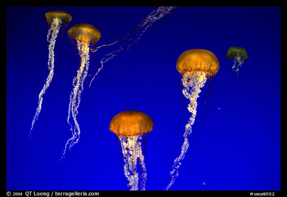 Jellyfish exhibit, Monterey Aquarium, Monterey. Monterey, California, USA (color)