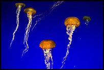 Jellyfish exhibit, Monterey Aquarium, Monterey. Monterey, California, USA