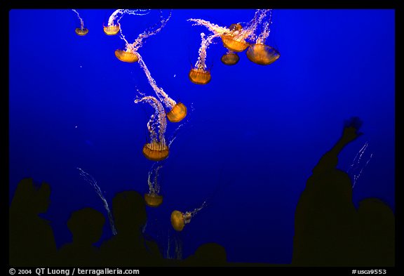 Tourists and Jellyfish, Monterey Aquarium, Monterey. Monterey, California, USA