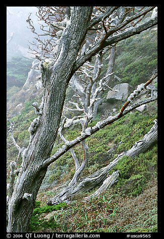 Trees on fog, Allan Memorial Grove. Point Lobos State Preserve, California, USA (color)