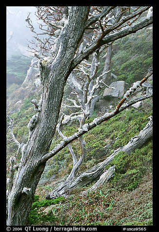 Trees on fog, Allan Memorial Grove. Point Lobos State Preserve, California, USA