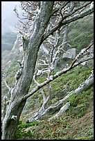 Trees on fog, Allan Memorial Grove. Point Lobos State Preserve, California, USA (color)