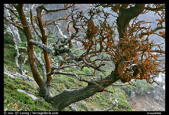 Carotene-covered cypress in fog, Allan Memorial Grove. Point Lobos State Preserve, California, USA (color)