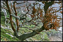 Carotene-covered cypress in fog, Allan Memorial Grove. Point Lobos State Preserve, California, USA (color)