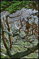 Trees covered with Carotene, Allan Memorial Grove. Point Lobos State Preserve, California, USA