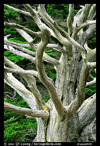 Tree skeleton. Point Lobos State Preserve, California, USA (color)