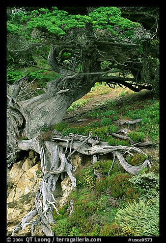 Roots of Veteran cypress tree. Point Lobos State Preserve, California, USA (color)
