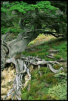 Roots of Veteran cypress tree. Point Lobos State Preserve, California, USA