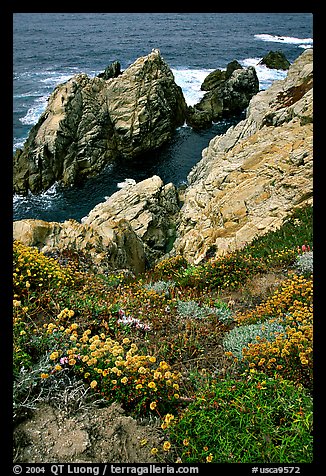 Pinnacle Cove and wildflowers. Point Lobos State Preserve, California, USA (color)