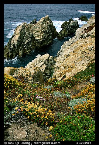 Pinnacle Cove and wildflowers. Point Lobos State Preserve, California, USA