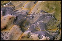 Carmelo Formation incrustations,  Weston Beach. Point Lobos State Preserve, California, USA ( color)