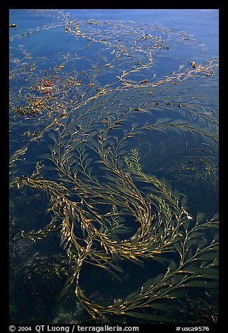 Kelp at ocean surface. Point Lobos State Preserve, California, USA