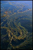 Kelp at ocean surface. Point Lobos State Preserve, California, USA ( color)