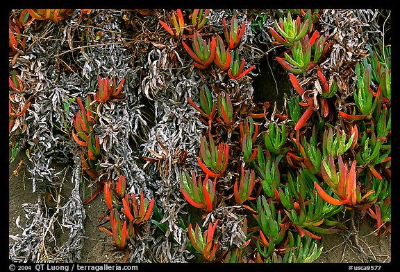 Ice plant. Carmel-by-the-Sea, California, USA (color)