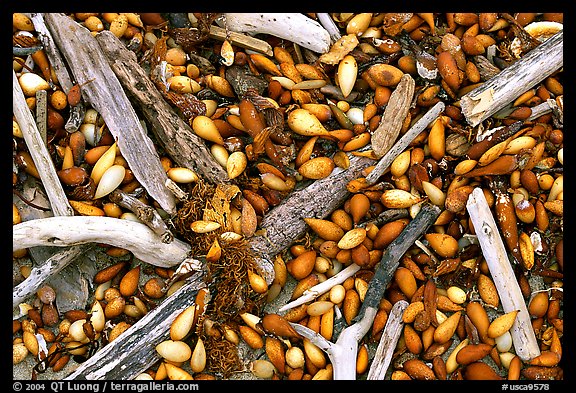 Dried kelp and driftwood, Carmel River State Beach. Carmel, California, USA