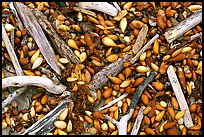 Dried kelp and driftwood, Carmel River State Beach. Carmel, California, USA