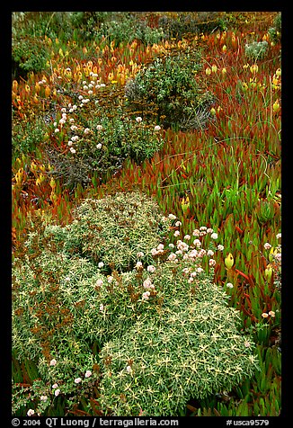 Flowers and ice plant. Carmel-by-the-Sea, California, USA