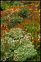 Flowers and ice plant. Carmel-by-the-Sea, California, USA ( color)