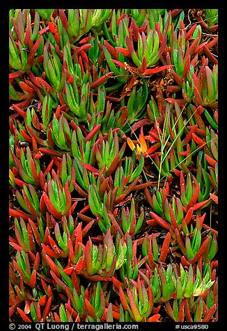 Ice plant. Carmel-by-the-Sea, California, USA