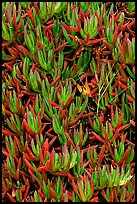 Ice plant. Carmel-by-the-Sea, California, USA (color)