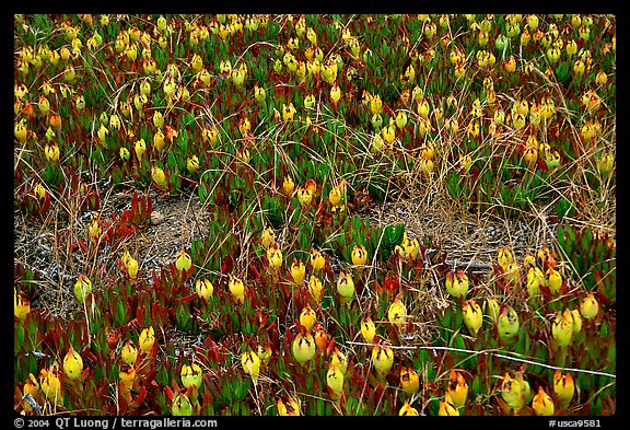 Ice plant with flowers, Carmel River State Beach. Carmel-by-the-Sea, California, USA (color)