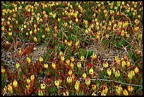 Ice plant with flowers, Carmel River State Beach. Carmel-by-the-Sea, California, USA (color)