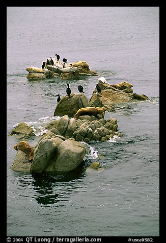 Rocks with birds and seals. Pacific Grove, California, USA