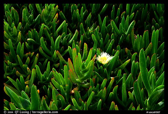 Ice plant and flower. Big Sur, California, USA (color)