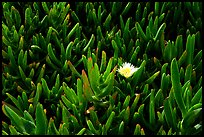 Ice plant and flower. Big Sur, California, USA