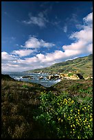 Wildflowers and rocky coast, Garapata State Park. Big Sur, California, USA ( color)