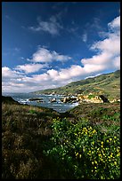 Wildflowers and rocky coast, Garapata State Park. Big Sur, California, USA