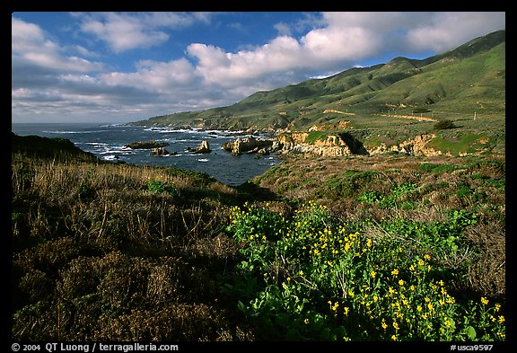 Wildflowers and coast, Garapata State Park, afternoon. Big Sur, California, USA