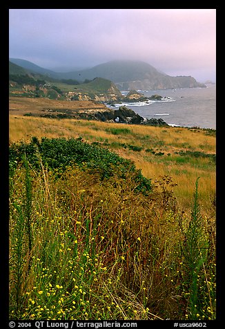 Summer grasses and fog near Rocky Point. Big Sur, California, USA (color)