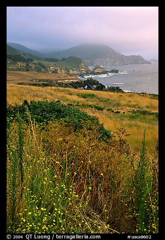 Summer grasses and fog near Rocky Point. Big Sur, California, USA