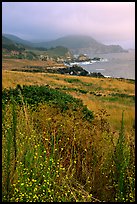 Summer grasses and fog near Rocky Point. Big Sur, California, USA