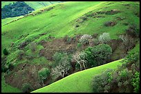 Rolling Hills in spring near San Luis Obispo. Morro Bay, USA