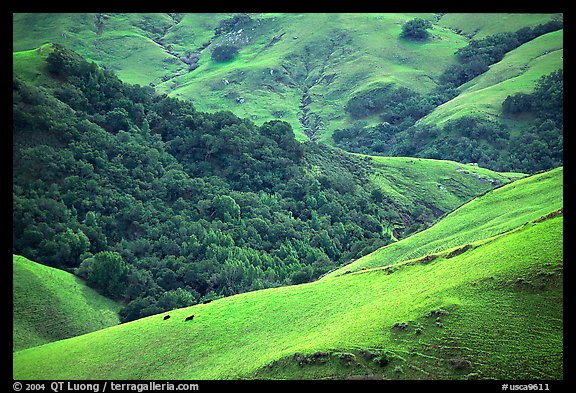 Rolling Hills in spring near San Luis Obispo. Morro Bay, USA