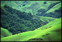 Rolling Hills in spring near San Luis Obispo. Morro Bay, USA