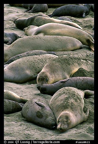 Elephant seals colony, Piedras Blancas. California, USA