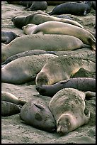 Elephant seals on a beach near San Simeon. California, USA (color)