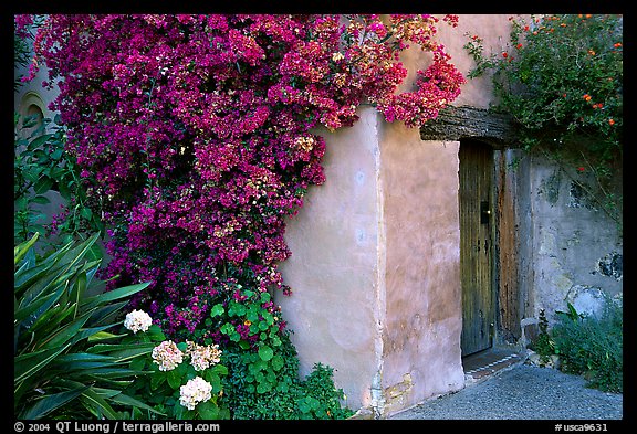 Flowers and wall of Mission. Carmel-by-the-Sea, California, USA