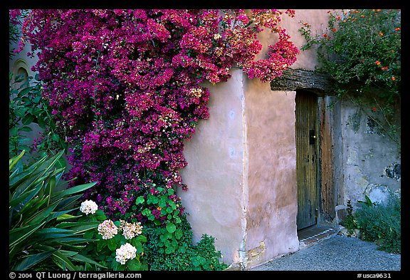 Flowers and wall of Mission. Carmel-by-the-Sea, California, USA