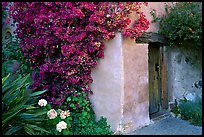 Flowers and wall of Mission. Carmel-by-the-Sea, California, USA (color)