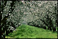 Orchards trees in bloom, San Joaquin Valley. California, USA