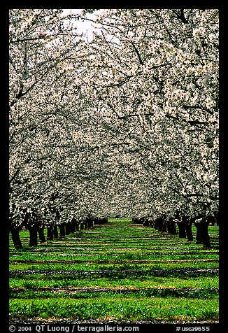 Orchards trees in bloom, Central Valley. California, USA