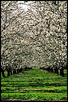 Orchards trees in bloom, Central Valley. California, USA (color)