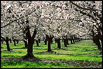 Orchards trees in blossom, Central Valley. California, USA